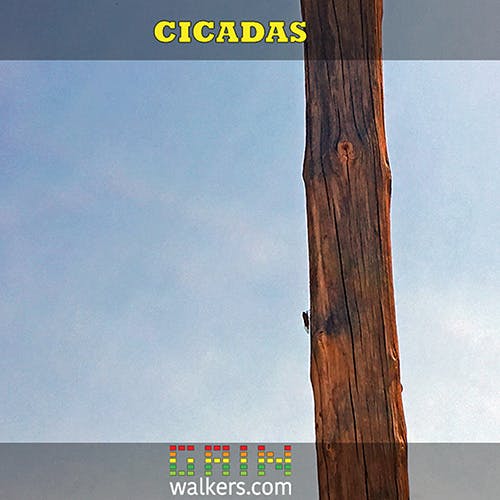 Cicadas 