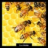 Beehive album cover