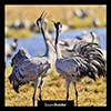 Eurasian Cranes  album cover