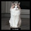 Cat Meow album cover