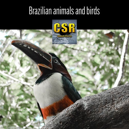 Brazilian animals and birds