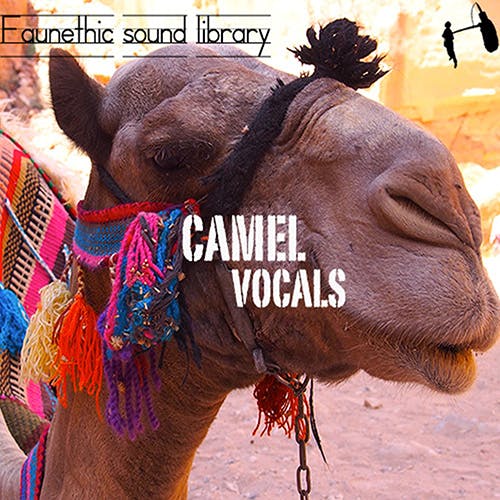Camel Vocals