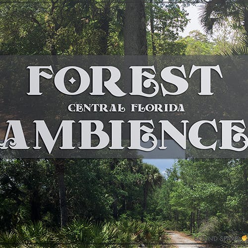 Forest Ambience
