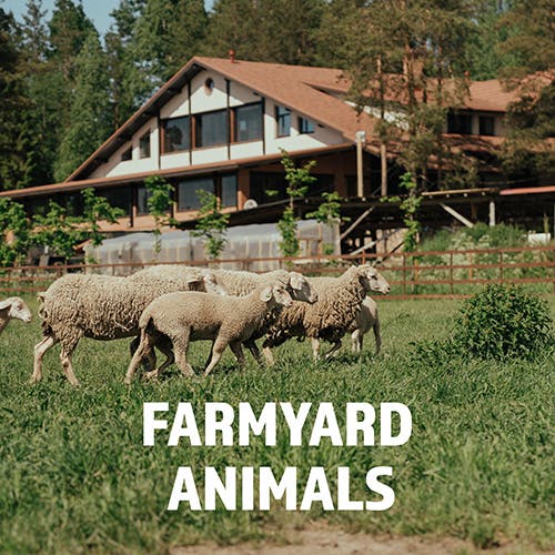 Farmyard Animals