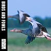 Birds and Fowls album cover