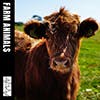 Farm Animals album cover