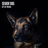 Senior Dog album cover