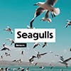 Seagulls  album cover