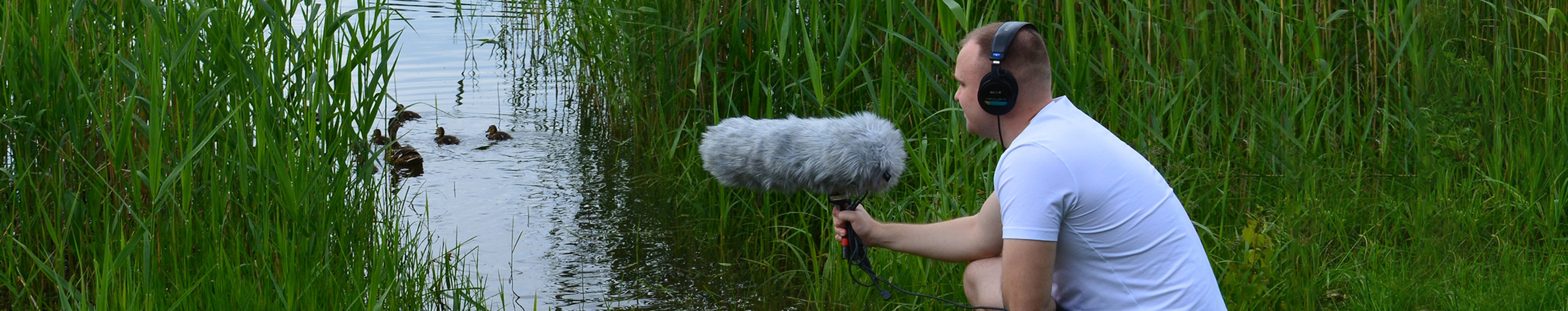 Seagulls - Flapping Wings, Flying Away by Beison 