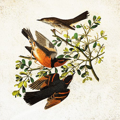 Bird's Eye View album cover