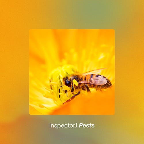 Pests album cover