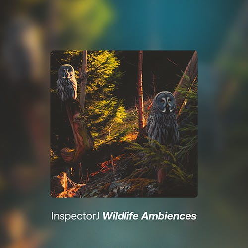 Wildlife Ambiences