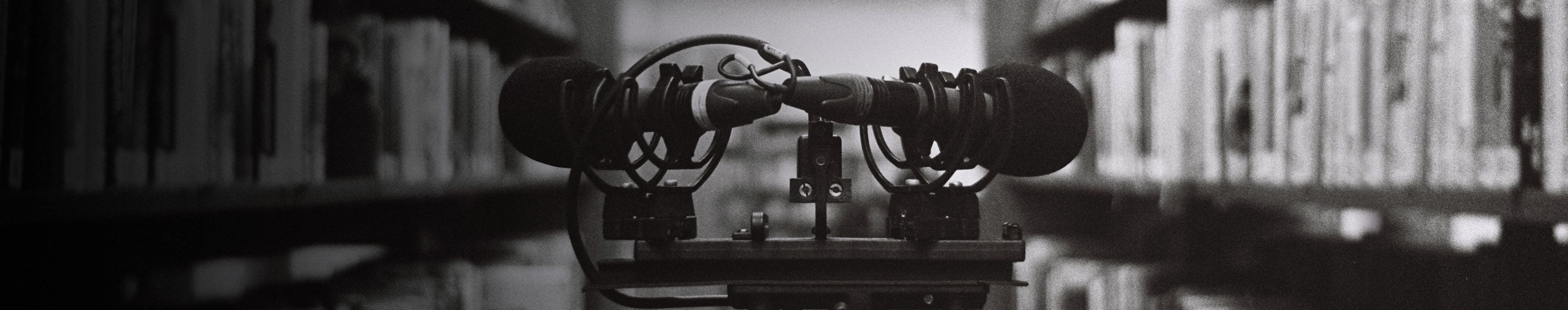 Rainforests - Distant Curlew Birds Calling, Squawking by Edible Audio 