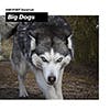 Big Dogs album cover
