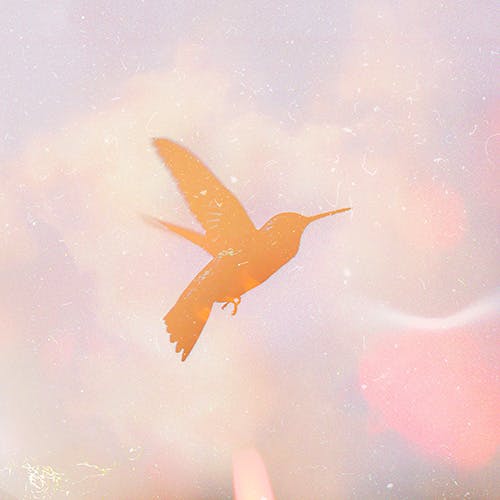 Hummingbird album cover