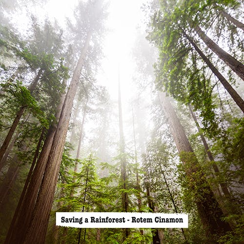 Saving a Rainforest album cover