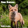 Raw Nature album cover