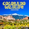 Colorado Wildlife album cover