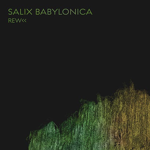 Salix Babylonica album cover
