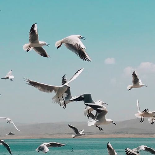 Beautiful Birds Vol 2