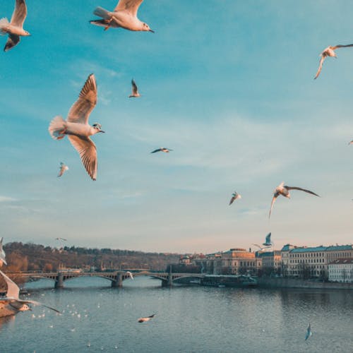 Beautiful Birds Vol 1