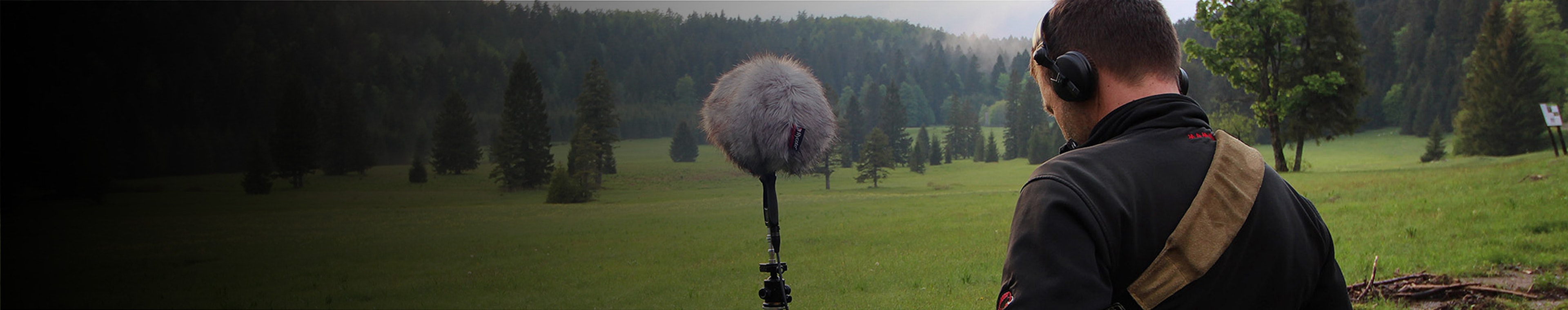 Swampland - Cormorants, Herons and Crows, Gentle Wind In Reeds by Ivo Vicic