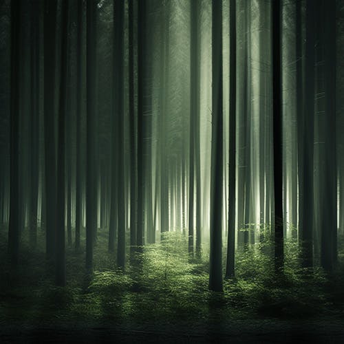 Swamps and Forests Vol 2