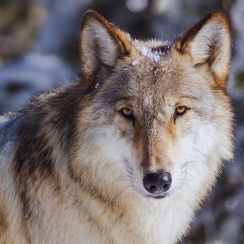 Yellowstone Wolves and Coyotes