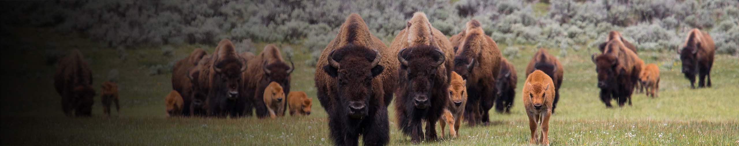 Yellowstone Mammals - Bison Munching Grass by Yellowstone Sound Library